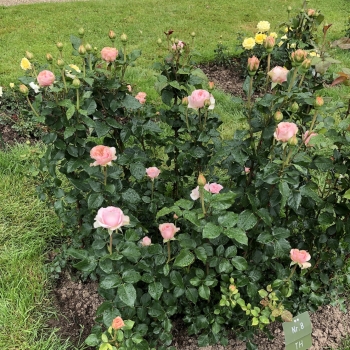 Rosa - hybride - Amorosa® - KORpiadyla